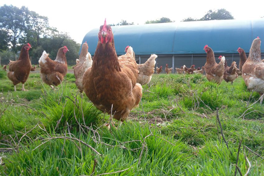 Gaining a premium through organic conversion. Photo: Soil Association