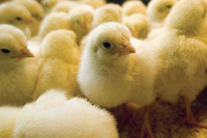 Research:  Smells  impact on chick feeding preferences