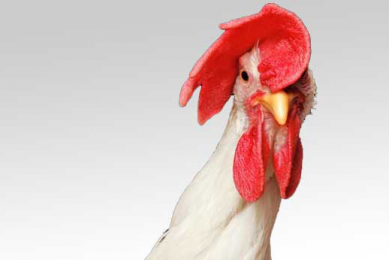 Iran aims for self-sufficiency in poultry feed