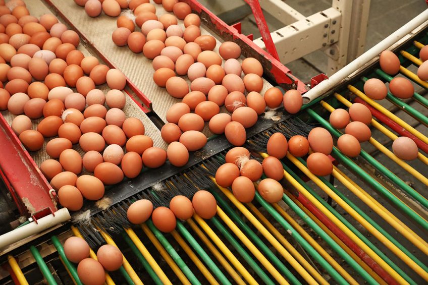 Covid-19 had initially led to panic buying of eggs in supermarkets across the United States and a 200% rise in sales, which led quickly to a shortage of eggs. Photo: Henk Riswick