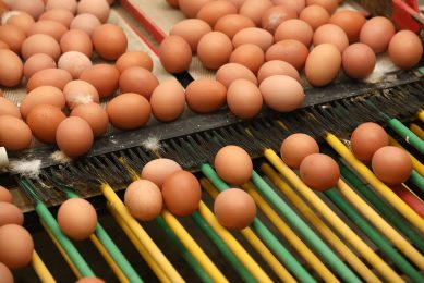 If the conflict does not change by autumn, some problems with egg supply could be seen on the Ukrainian market. Photo: Henk Riswick