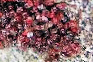 UK research project to control poultry red mite