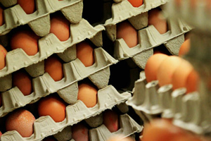 Effect of cereal grinding methods on egg quality