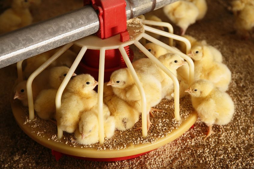 Nano minerals in poultry feed can improve broiler growth as well as boosting feed consumption and digestibility. Photo: Hans Prinsen