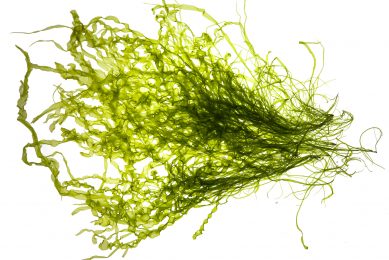 Improve vaccination efficiency with macroalgae adjuvants. Photo: Olmix