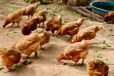 The Senegalese government has spent just over US$	 3 million to purchase livestock and poultry feed to be sold at subsidised prices to herders and livestock farmers. Photo: Chatnarin Pramnapan