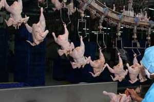 Indonesia s largest poultry integrator plans expansion