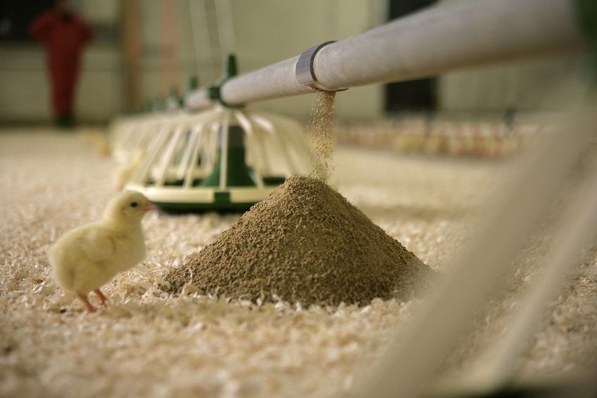 Feed quality is a factor that is often overlooked when it comes to vaccine efficacy. Photo: Jan Willem Schouten