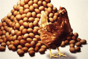 Novus hosts sustainability egg summit