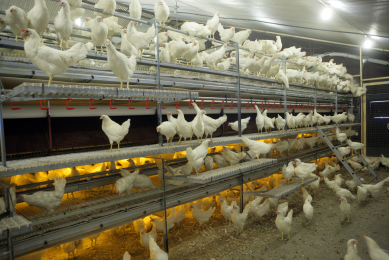 Layer breeding for the future