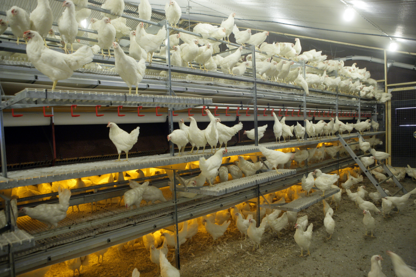 Layer breeding for the future