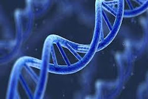 Study: DNA vaccines against AI   current & future outlook