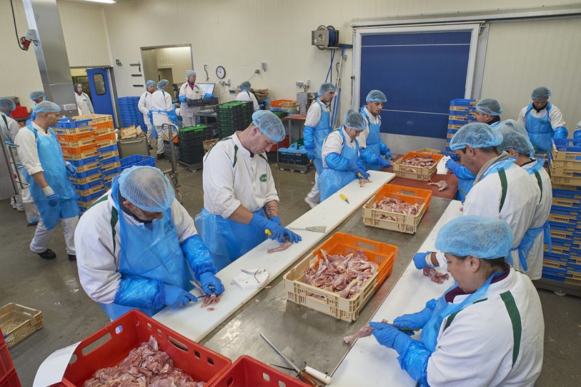 In severe cases of wooden breast disease the meat is not fit for human consumption and results in large economic losses. Photo: Van Assendelft Fotografie