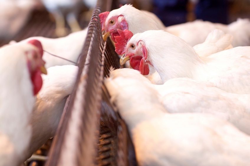 Choosing the optimal feeding system for breeders. Photo: Cobb
