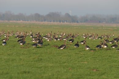 Weather radar to track waterfowl and AI