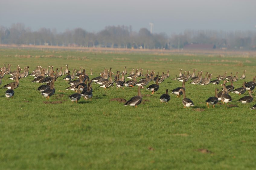 Weather radar to track waterfowl and AI