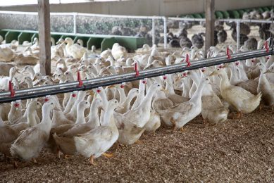 The Metzers keep around 15,000 ducks on their farms of multiple breeds. Photo: Chris McCullough