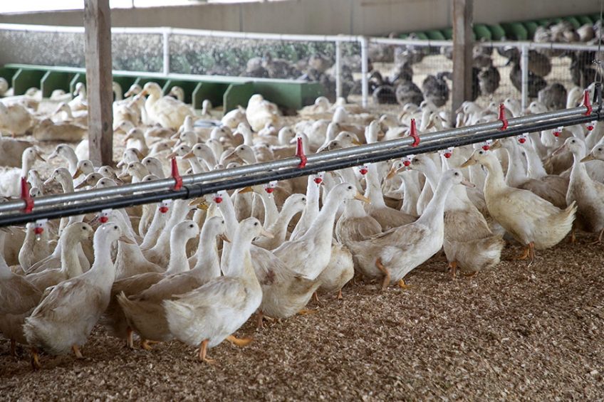 The Metzers keep around 15,000 ducks on their farms of multiple breeds. Photo: Chris McCullough