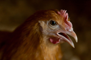 Prevention and control of feather pecking in layers