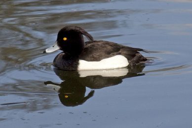 Photo: Wikimedia/Tony Hisgett