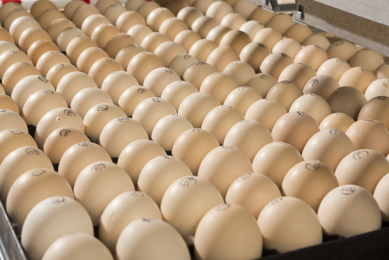 Ukrainian Ovostar to export eggs to Israel