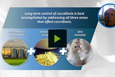Using ionophores to provide long-term control of intestinal integrity