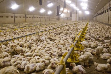 In a challenge trial with Eimeria (10-fold overdose of Paracox-5 at day 18) and C. perfringens from the environment, the effects of FRA Gut Balance Dry and other feed additives were tested. Photo: Peter Roek