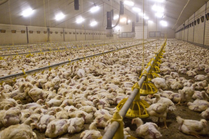In a challenge trial with Eimeria (10-fold overdose of Paracox-5 at day 18) and C. perfringens from the environment, the effects of FRA Gut Balance Dry and other feed additives were tested. Photo: Peter Roek