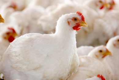 Protect broiler performance with HMTBa methionine. Photo: Novus