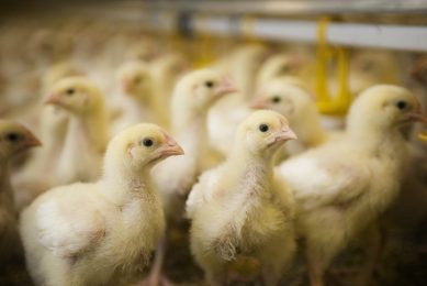 Webinar: Poultry Health, join now