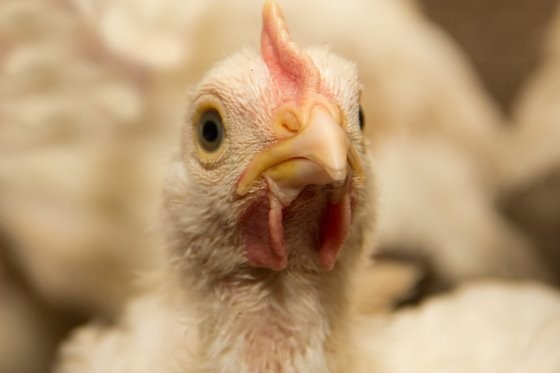 Indian poultry farms breed super-resistanct bacteria. hoto: Shutterstock / Kharkhan Oleg