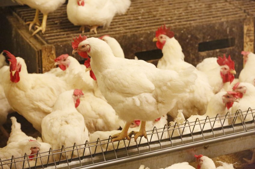 Strenghtening broiler legs through nutrition and management. Photo: Henk Riswick