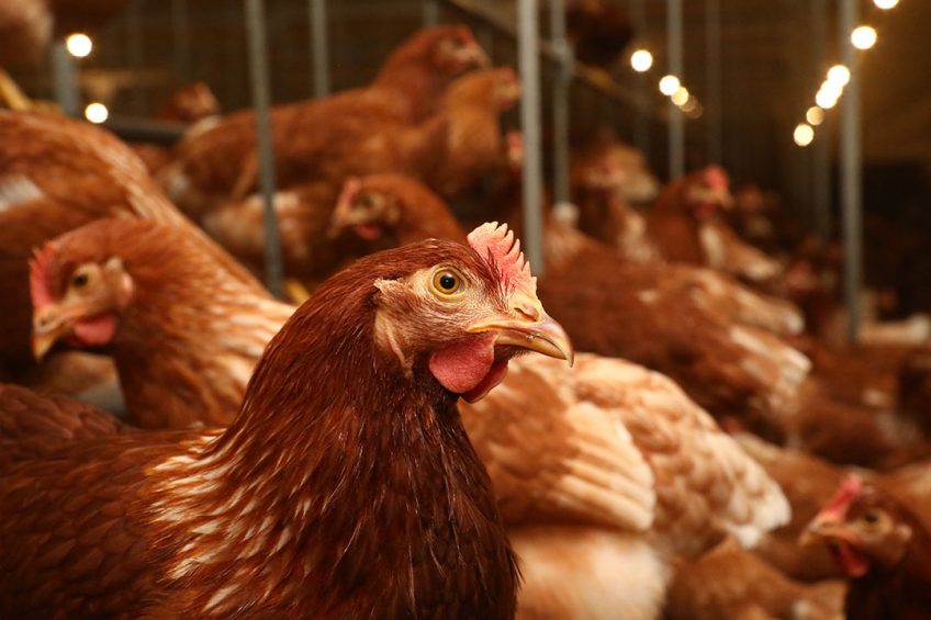 It is good news for the Baltic State and marks a change in fortune for the poultry sector. Photo: Henk Riswick