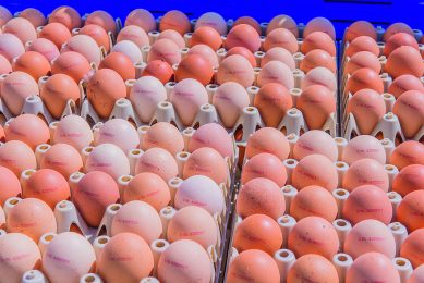 Variation of egg shell colour in one flock can be a sign of stress. Photo: Marcel Berendsen