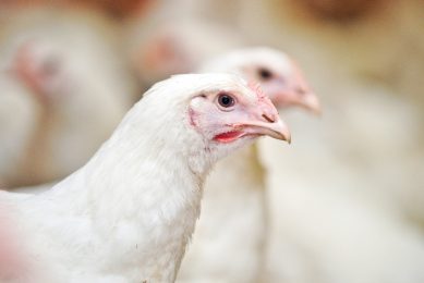 One-step closer to an efficient and cheaper IBV vaccine.  Photo: Shutterstock