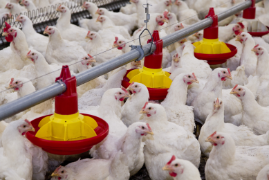 Benefits of probiotic-fed Poultry