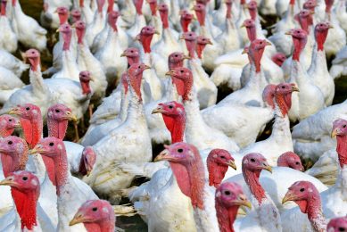 Thailand has opened its market to fresh turkey meat from the US. Photo: Capri23auto