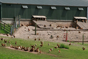 FDA offers guidance on eggs from free-range hens