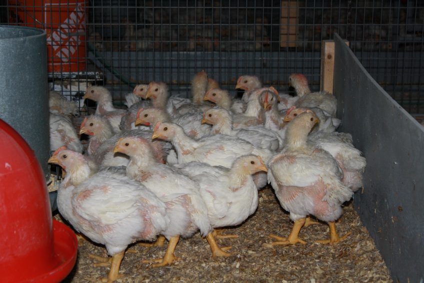 Exciting alternatives to antibiotic use.Photo: Guelph University