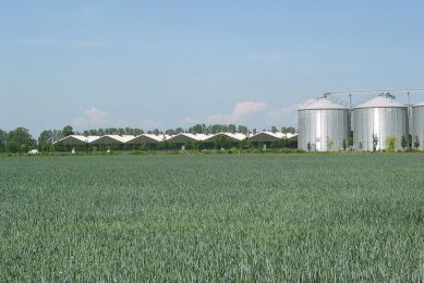 Farms across the Ukraine are ramping up production to meet national and international demand. Photo Robert Bodde