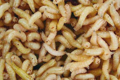 New West African project on using insects for feed