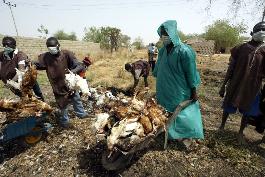 FAO calls for $20 million to stop AI spread in Africa