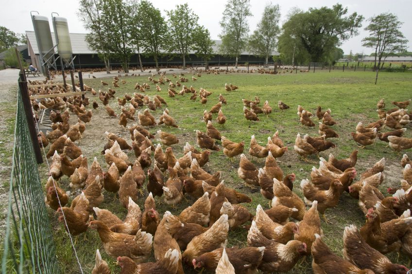 12 ways to eliminate odour on poultry farms