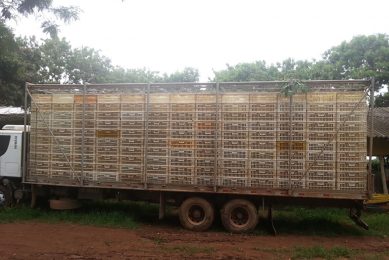 Standard cargo bay used to transport broilers in this study. Photo: Research journal, PLOS ONE