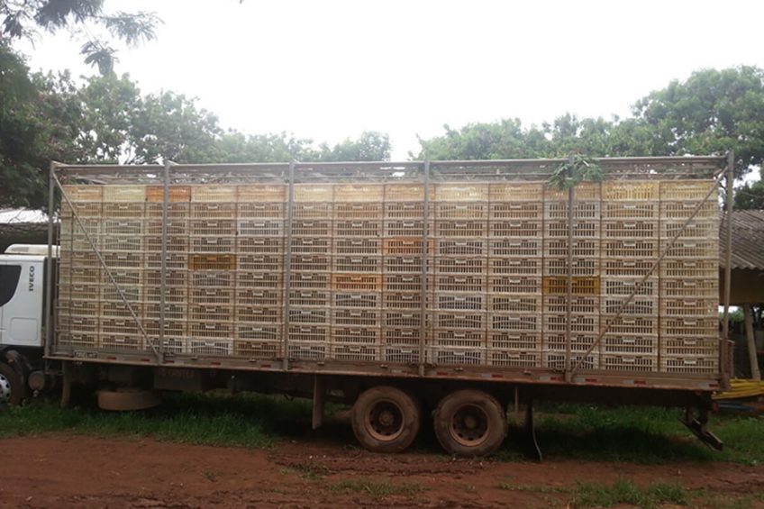 Standard cargo bay used to transport broilers in this study. Photo: Research journal, PLOS ONE