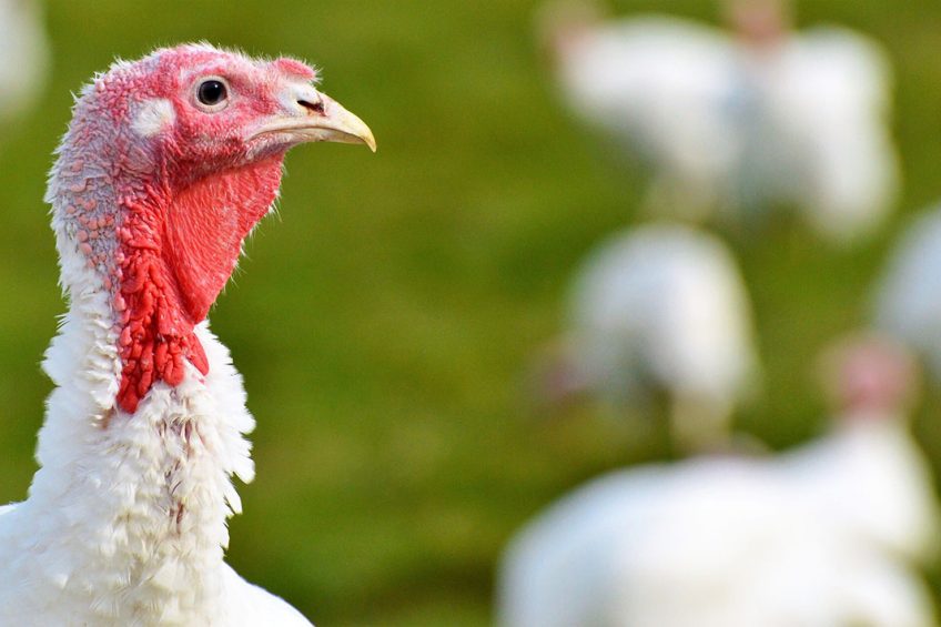 Total 2020 turkey meat production will increase by an estimated 1%. Photo: Capri23auto