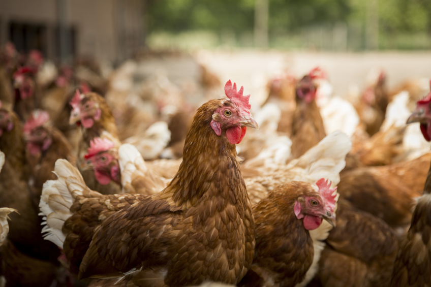 <em>Photo: Trouw Nutrition</em>