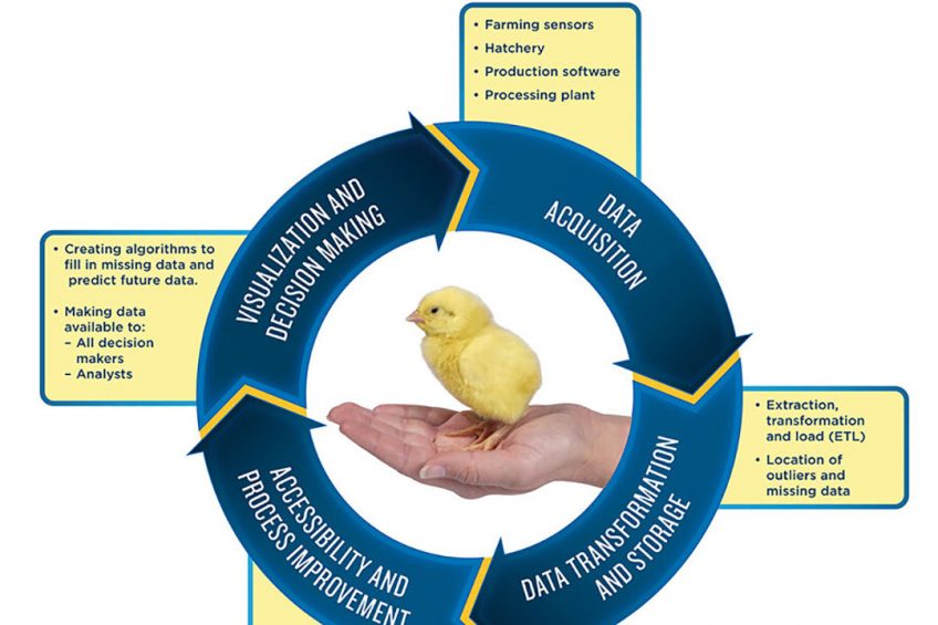 A successful data program will discover all the data available in the company, understand how to connect all the different systems and ensure data quality issues are addressed before implementing prediction algorithms, therefore improving decision making. - Illustration: Aviagen