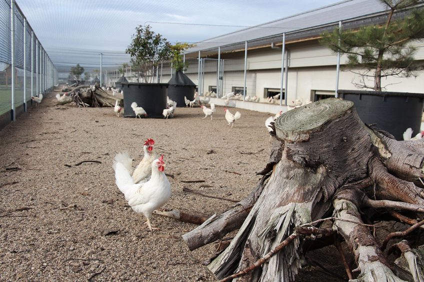 Leftovers as main feed ingredient. Photo: Dick van Doorn