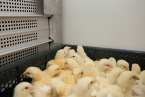 HatchTraveller to transport genetics in the Gulf region
